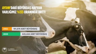 Aydın'da Büyükbaş Hayvan Sayısı Arttı