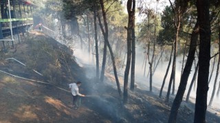 Aydın'da Ormanlık Alanda Yangın Çıktı