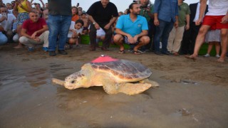 Caretta Caretta'nın Uzun Yolculuğu