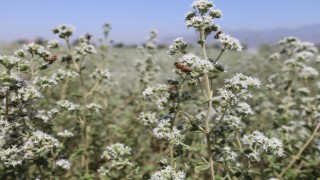 Efeler’in Kekiklerin Hasat Zamanı