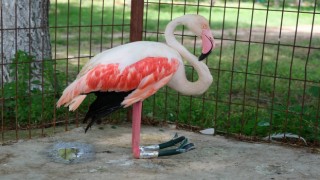 Flamingoya Protez Bacak Yapıldı