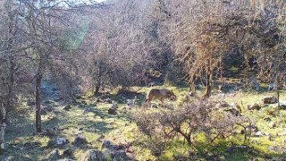 İzmir'de Uzun Yıllar Sonra Görüntülendi