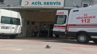 Kaplumbağa Yolunu Kaybedince Soluğu Acilde Aldı