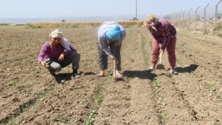 Mevsimlik Sebzenin Çapa Sezonu Başladı