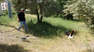 Müstakil Evlerde Yaşayanlara ‘Tavuk Edinin’ Tavsiyesi