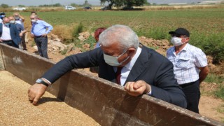 Karakılçık Buğdayının İlk Hasadı Başkan Atay'dan