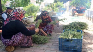 Korona Virüs Kekik Suyunun Kıymetini Arttırdı