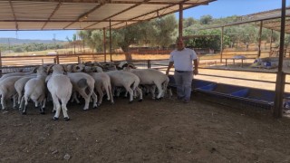 Üniversiteli Kurbanlıkların Satışına Başlandı