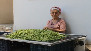 Aydın'da Bamya Hasadı Başladı