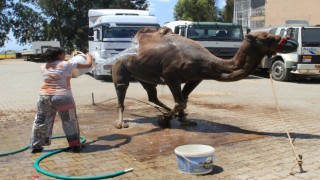 Deveciler Sıcaklara Karşı Seferberlik İlan Etti