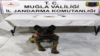 'EFOR' Uyuşturucuya Geçit Vermedi