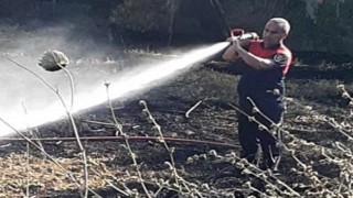 İtfaiyenin Hızlı Müdahalesi, Zeytin Ağaçlarını Kurtardı