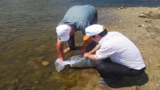 Aydın'da Sazanlar Su İle Kavuştu