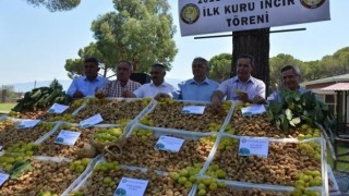 Buharkent Ziraat Odası Başkanı Naim Özdamar; ’35 TL’nin altında incir satmayın