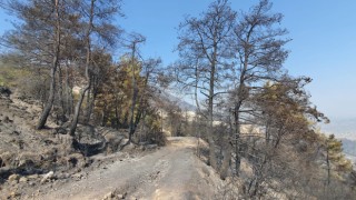 Çine’de Yemyeşil Ormanlar Siyaha Döndü