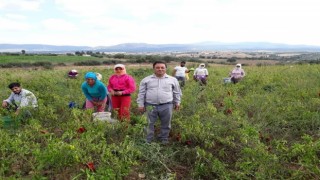 Karacasu Biberi Üreticinin Yüzünü Güldürüyor