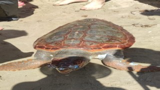 Kuşadası’nda Caretta Caretta  Sahile Vurdu