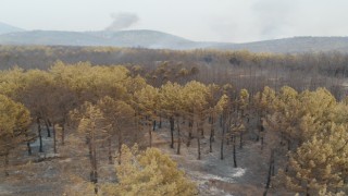 Muğla Yangınında Tahribat Gün Aydınlanınca Ortaya Çıktı