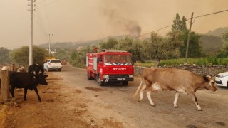 Yangın Yerindeki Hayvanların Çaresizliği