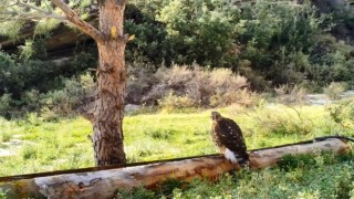 Aydın DKMP, Yaban Hayvanları İçin Kolları Sıvadı