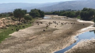 Büyük Menderes Koyunlara Otlak Oldu