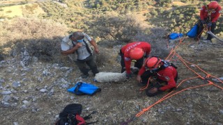 Söke'de Kayalık Alanda Bir Haftadır Mahsur Kalan Koyun Kurtarıldı