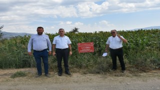 Yem Kaynağı Dane ve Şeker Sorgum’da Hasat Zamanı