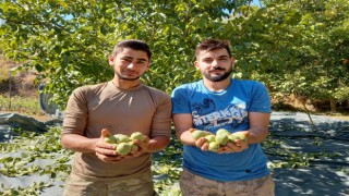 Aydın’da Çiftçiler Akşama Kadar Ceviz Hasat Ediyor