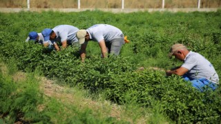 Posacı çiftçiye müjdeyi verdi