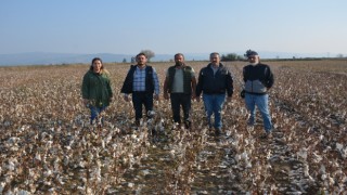 Şiddetli yağmur pamuklara zarar verdi