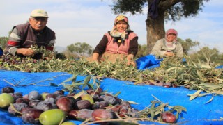 Aydın'da Zeytin Üreticinin Yüzünü Güldürüyor