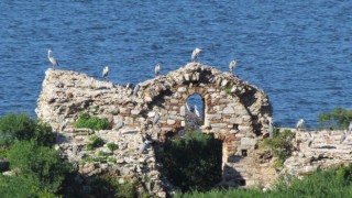 Bafa Gölü’nün balerinleri