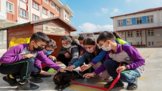 Her okula bir sokak köpeği 