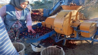 Kestane fiyatları altınla yarışıyor