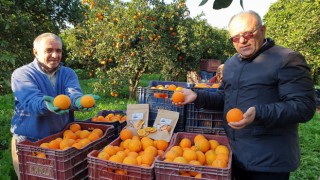 Kuyucak portakalı, Antalya portakalına rakip oldu