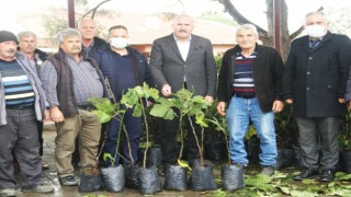 Kuyucak’ta siyah incir fidanları üreticilere dağıtıldı