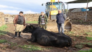 Nazilli'de doğum yapan ineğe yardım eli