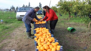 Portakal üreticisi aracıdan dertli