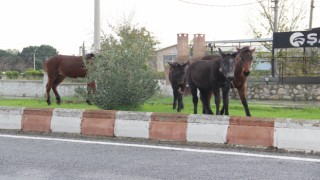 Sürücülerin başı boş hayvanlarla imtihanı