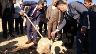 Aydın inciri Hasankeyf’teki toprakla buluştu