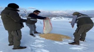 Aydın’da yaban hayvanlarına yemleme yapıldı