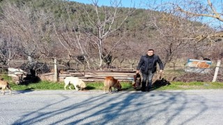 MHP Kuşadası İlçe Başkanı İnan, sokak canlarına besleme yaptı