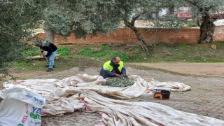 Nazilli Belediyesi zeytin hasadına başladı