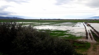 Söke’de yağışlar yaklaşık 2 bin 500 dönüm araziyi sular altında bıraktı