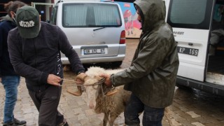 Sürüsünden ayrılan Maviş korumaya alındı