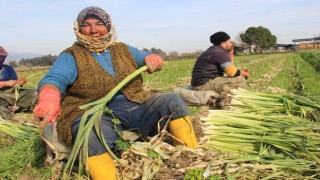 Aydın'da pırasalar toplanmaya başladı