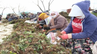 Aydın’da tarım işçileri ödeneği Türkiye ortalamasının altında kaldı