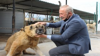 Başkan Atabay can dostlar için kolları sıvadı