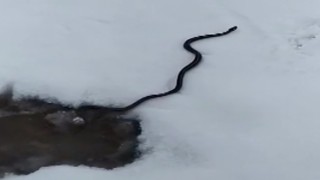 Kar üzerinde görüntülenen yılan bilim dünyasını şaşırttı