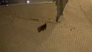 Kedi,ayakkabı hırsızı çıktı